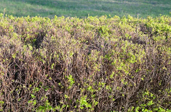 Bahar parkta Bush. — Stok fotoğraf