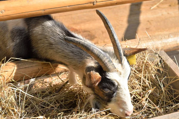 Domestic goat eats. — Stock Photo, Image