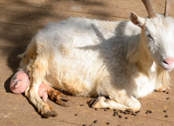 Domestic goat lies. — Stock Photo, Image