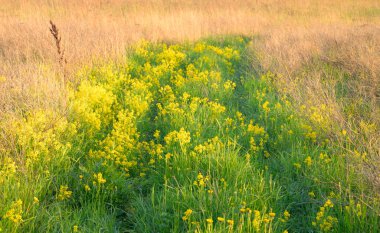 Kuru ve yeşil çimen, yaz yatay.