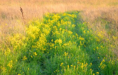Kuru ve yeşil çimen, yaz yatay.