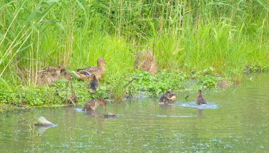 Anne ördek ile ördek yavrusu.