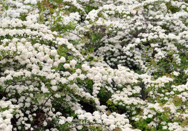 Beyaz çiçekli çalılar.