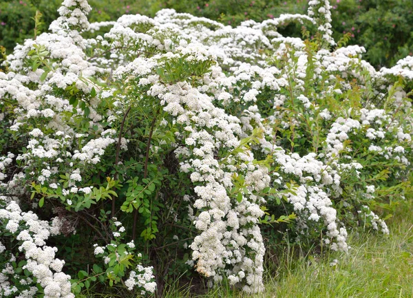 Arbustos com flores brancas . — Fotografia de Stock