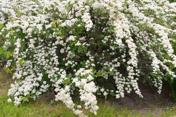 Arbustes aux fleurs blanches . — Photo