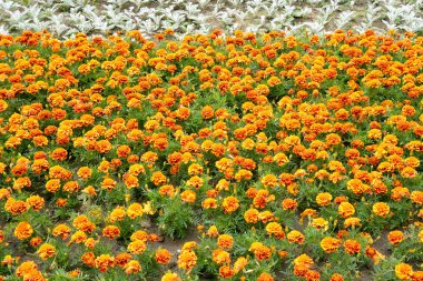 portakal çiçekleri ile flowerbed.