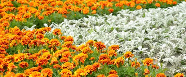 Cama de flores com flores de laranja . — Fotografia de Stock