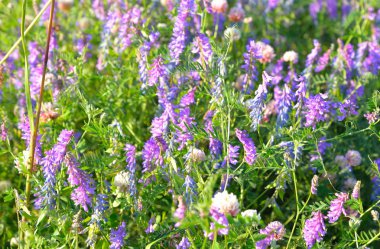 Bezelye fare yakın çekim.