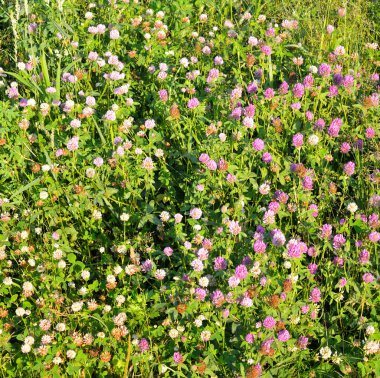 Kırmızı yonca yakın çekim.