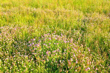 Kırmızı yonca yakın çekim.