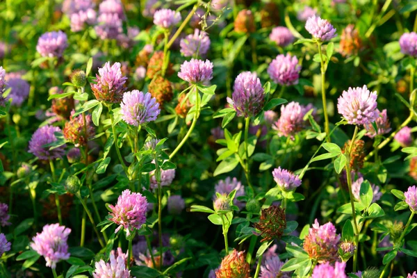 Red clover close up. — Stock Photo, Image