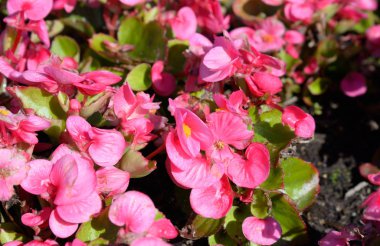 kırmızı çiçekler arka plan.