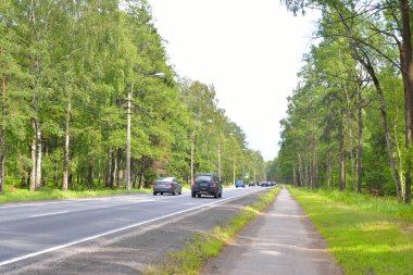 Ormanda otoyol.