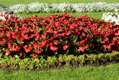 Kırmızı ve beyaz çiçekleri ile flowerbed.