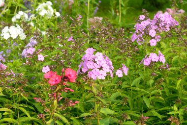 Renkli çiçeklerle dolu bir çiçek tarhı..