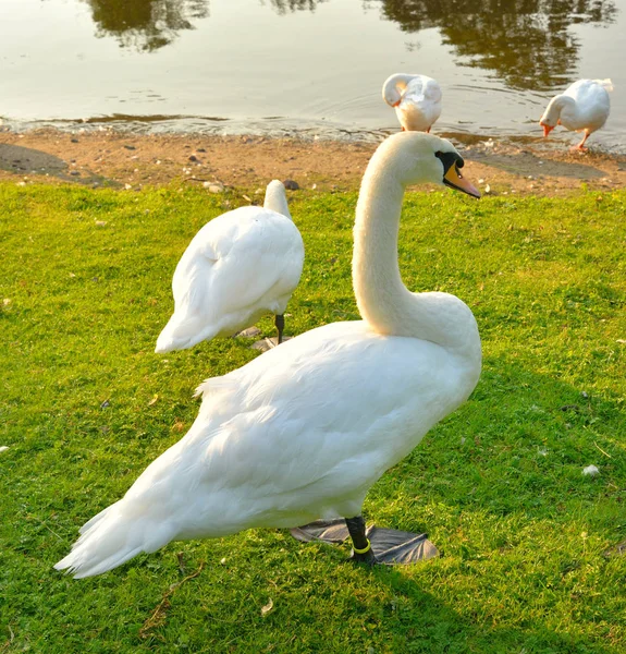 Swan on grass. — Stock Photo, Image