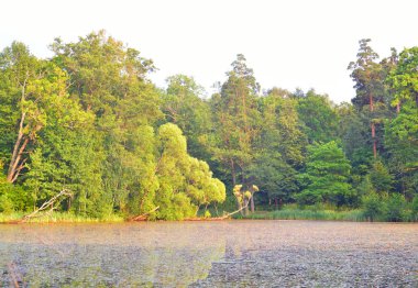 Güneşli bir gün gölde orman.