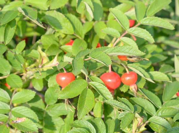 Früchte an Zweigen von Wildrosen. — Stockfoto