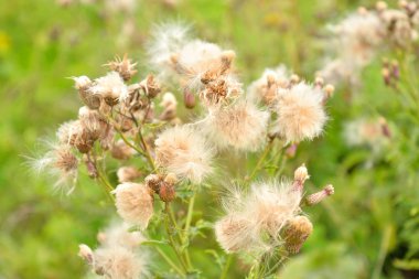 Kabartmak kır çiçekleri portre.