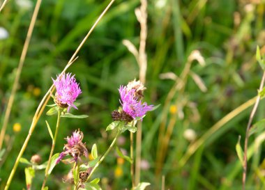 pembe kır çiçekleri.