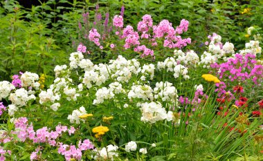 flowerbed farklı çiçekler.