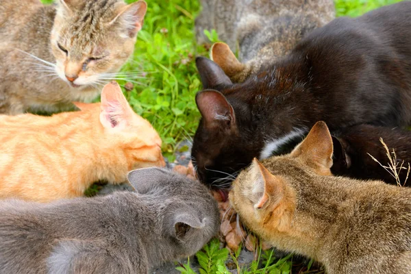 Hongerige dakloze katten. — Stockfoto