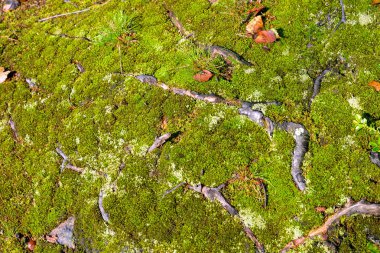 Ormanda yeşil yosun.