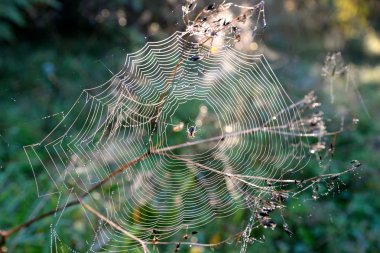 Çiy damlalı örümcek ağı.