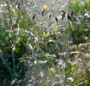 Çiy damlalı örümcek ağı.