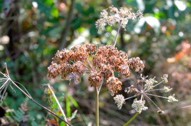 Kuru bitki ile Çiy damlaları.