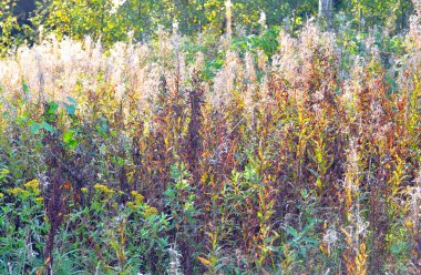 Alan fireweed çiçekli.