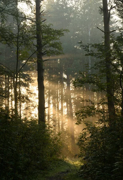 Силуэт соснового леса на рассвете . — стоковое фото