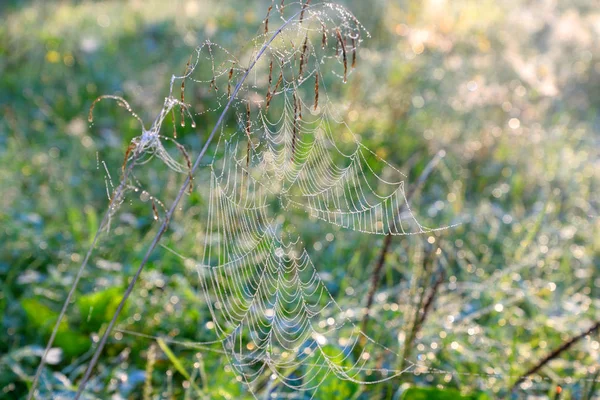 Red de araña con gotas de rocío. — Foto de Stock