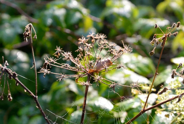 Pianta secca con gocce di rugiada . — Foto Stock