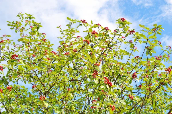 Rowan sauvage rouge mûr sur les branches . — Photo
