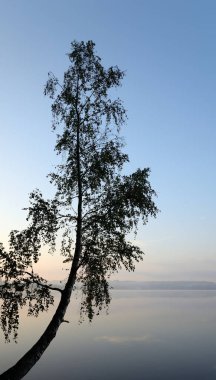 siluet şafak ağaç.