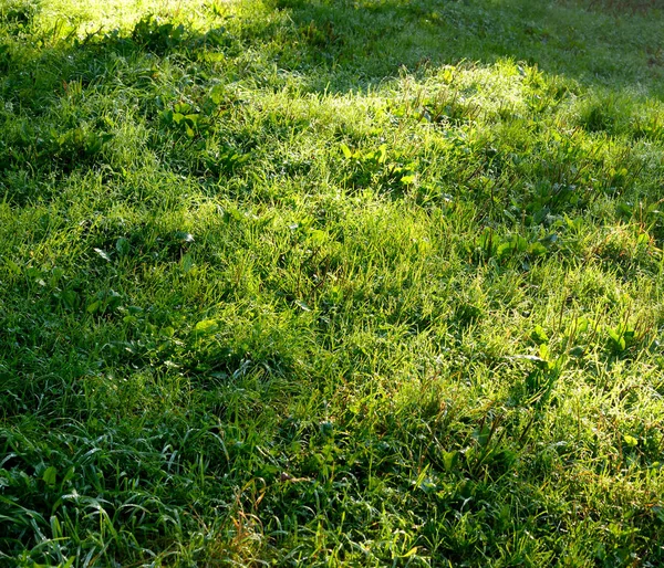 신선한 잔디 배경. — 스톡 사진