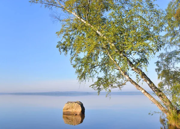 湖面上倾斜的桦树. — 图库照片