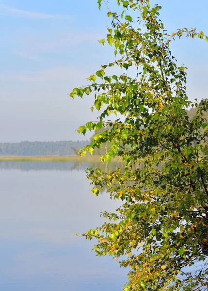 Betulla e acqua del lago . — Foto Stock