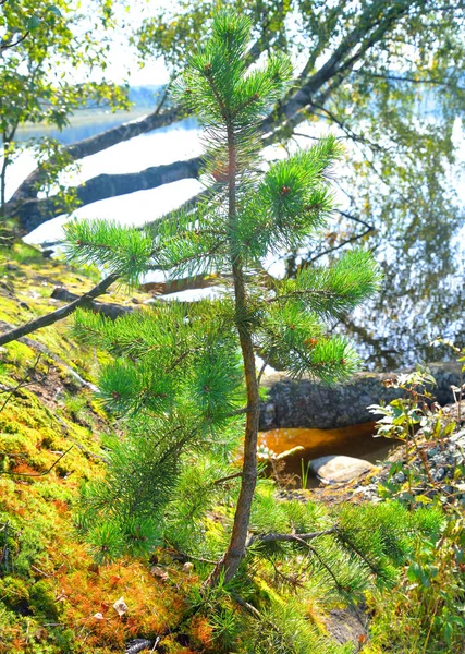 Kleine Kiefer. — Stockfoto