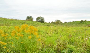 Yaz yatay, kır çiçeği.