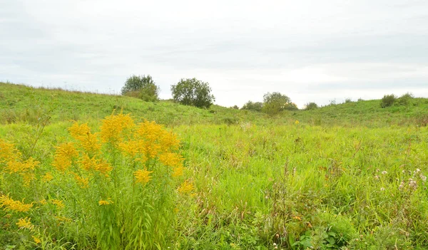 Yaz yatay, kır çiçeği.