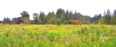 Yaz manzara orman ve alan ile.