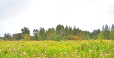 Yaz manzara orman ve alan ile.