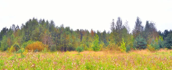 Zomer landschap met bos en veld. — Stockfoto