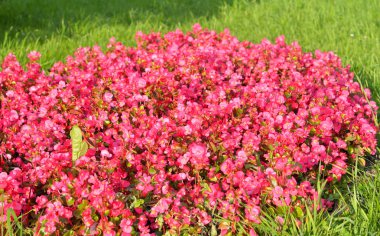 Kırmızı çiçekli flowerbed.
