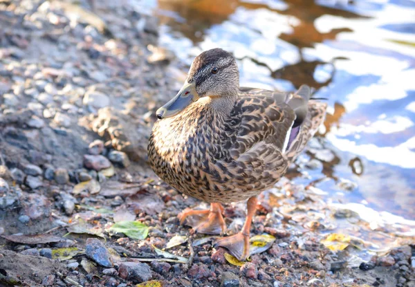 Mallard Duck close up. — Stock Photo, Image