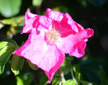 güzel briar çiçek.