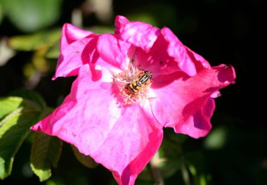 güzel briar çiçek.