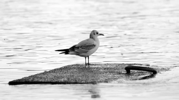 A gaivota está sentada numa rocha. . — Fotografia de Stock